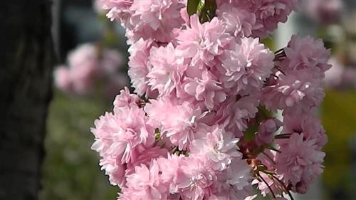 japansk_kirsebær__prunus_serrulata__pink_perfection__