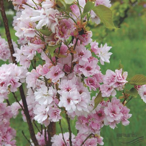 japansk_kirsebær__søjle__prunus_serrulata_amanogawa__haveplanter_allétræer