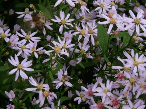 pudeasters__aster__cordifolius__silver_spray_