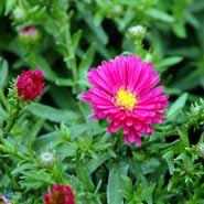 asters__pudeasters__rødlilla_blomster__dumosus_jenny_