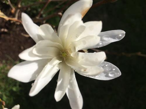 stjernemagnolie__stellata__hvid__magnolia__haveplanter__