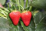 Jordbær. Falco. Fragaria Ananassa. Leveres barrodet.