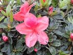 Tilbud Azalea Rhododendron