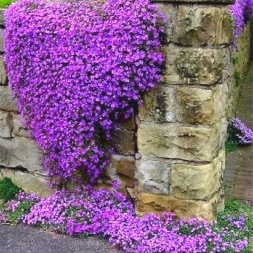 blåpude__aubrieta__cascade_purple_