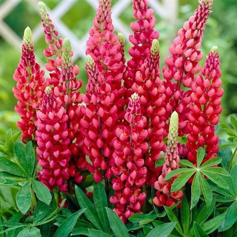 lupin__lupinus_gallery_red