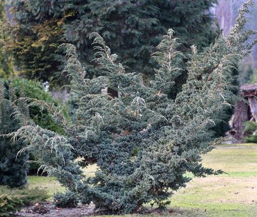 enebær__meyeri__juniperus_squamata__haveplanter__hegnsplanter__hæk__