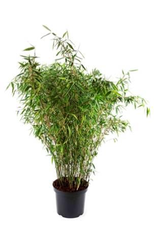 bambus__tiny__haveplanter_hegnsplanter_hæk__fargesia_murielae_tiny__