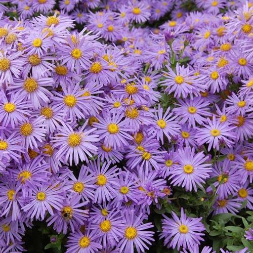 pudeasters__aster__ageratoides__eleven_purple_