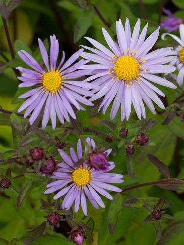 pudeasters__aster__ageratoides__eleven_purple_