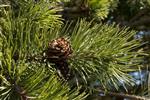 Skovfyr. TILBUD 80/120 cm med potte eller klump. Pinus Sylvestris.