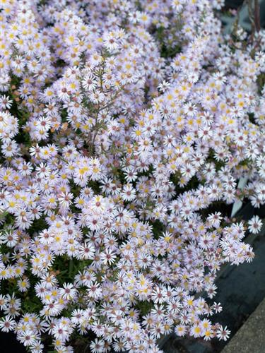 pudeasters__aster__ericoides__pink_cloud_