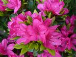 Tilbud Azalea Rhododendron