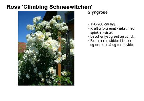 climbing_schneewittchen__hvid__slyngrose__