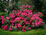 Rhododendron Rhododendron