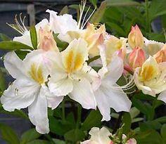 rhododendron__hvid__4050_cm_med_potte_eller_klump__luteum__silver_slipper__