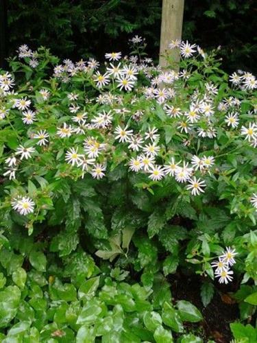 pudeaters__aster__ageratoides__stardust_